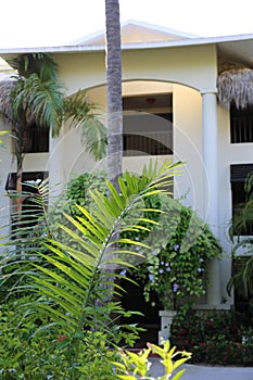 Leaves palm trees and house as a background