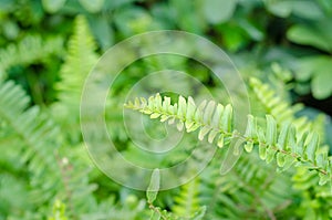Leaves of green fern
