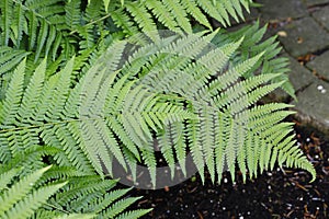 Leaves of green fern, pretty decoration in the garden