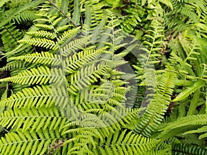 The leaves of green ferns grow in the green belt