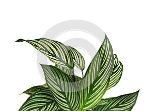 Leaves green isolated on white background with copy space