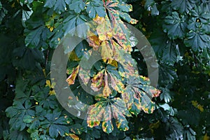 Leaves.Green leaf with brown yellow spots.