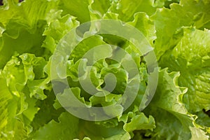 Leaves of green lettuce, close-up