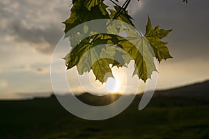 Leaves of the green maple tree during sunset.