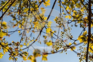 Leaves of the green maple tree during sunset.