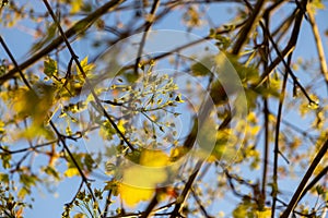 Leaves of the green maple tree during sunset.