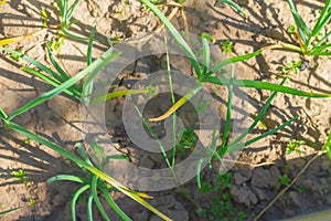 The leaves of green onions are affected by the pest onion fly and turned yellow