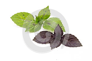 The leaves of green and purpl Basil on a white background