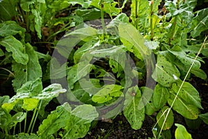 Leaves of green real sorrel with caterpillar holes