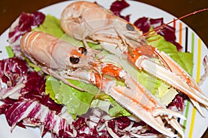 Leaves of green and red salad with langoustine shrimps on a plat