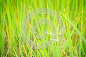 Leaves of the green rice tree background in the organic rice fie