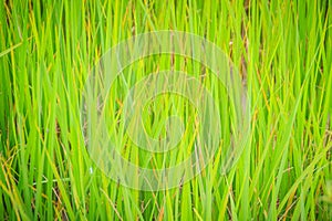 Leaves of the green rice tree background in the organic rice fie
