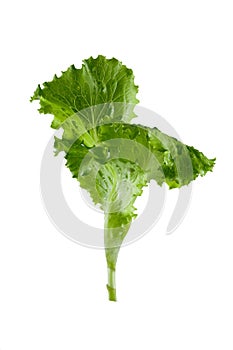 Leaves of a green salad