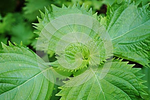 Leaves of the green shiso perilla herb growing in the garden