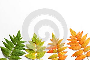 Leaves from green to red are well suited for autumn decorations