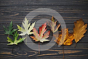 Leaves from green to yellow and brown colors on dark rustic wood flat lay. Changing seasons and time concept. Leaves life cycle.