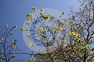 Listy zeleného stromu během jara proti modré obloze a mraky během slunečného dne.