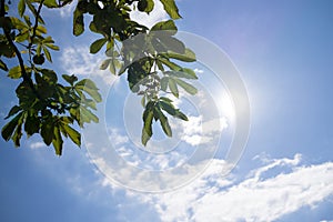 Leaves of the green tree during sunny day.