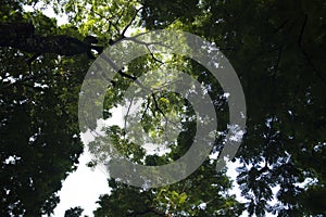 Leaves, green, white, brown, trees, shadows, black, blue, branches, sky, background, space