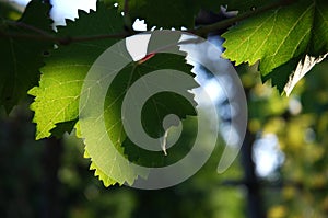 Leaves of green wineyards in Tuscany, Chianti, Italy