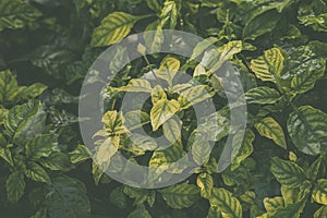 Leaves or greenleaf texture background in garden