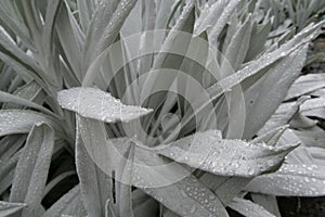 Leaves of the grey Arnica blanca senecio niveoaureus covered with raindrops. Location: Ecuador photo