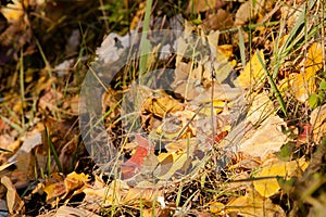 Leaves on the ground