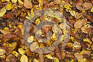Leaves on the ground in autumn forest