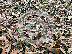 Leaves on ground pattern background