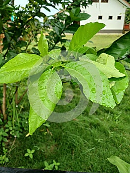 leaves that grow healthily and get enough water so they have a beautiful shape photo