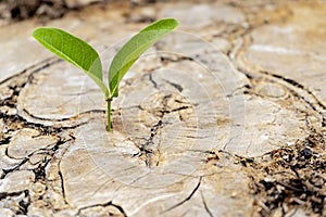 The leaves are growing from the stump, Is starting to grow up