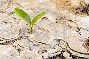 The leaves are growing from the stump, Is starting to grow up