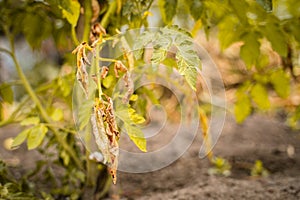 The leaves of a growing tomato are infected with phytophthora close-up. Withered dry leaves of vegetable crops in the garden.