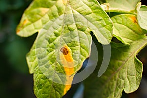 The leaves of a growing tomato are infected with phytophthora close-up. Withered dry leaves of vegetable crops in the garden.