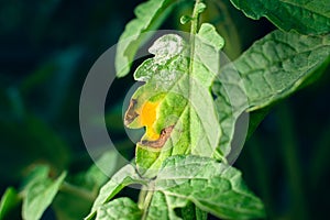 The leaves of a growing tomato are infected with phytophthora close-up. Withered dry leaves of vegetable crops in the garden.