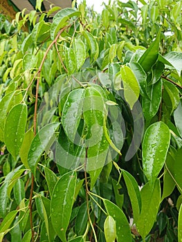 These leaves are hard to find nowadays because no one wants to care for them