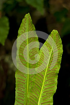 Leaves of hart`s-tongue fern