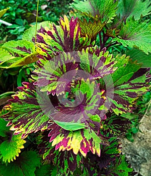 leaves that have a beautiful combination of green, purple and red are being invaded by leaf locusts