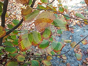 Leaves hazelnuts