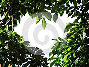 Leaves are heart-shaped frame
