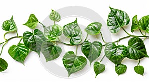 Leaves of a heart-shaped vine, devil's ivy, golden pothos, isolated on a white background, clipping path included.