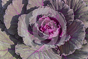 Leaves heartwood purple pink leaf cabbage close-up background texture. Redhead cabbage vegetarian vegan vegetable