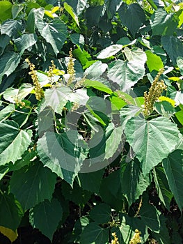 The leaves of the hibiscus tree are thin, serrated at the edges and sharp at the tips.