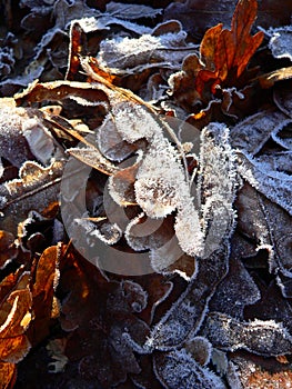 Leaves with hoarfrost