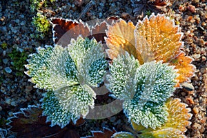 Leaves in hoarfrost