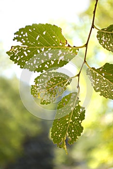 Leaves with Holes