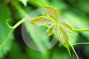 Leaves of a hops close-up