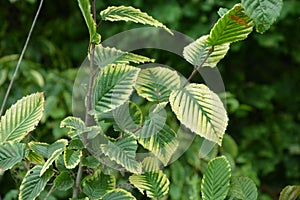 Leaves of hornbeam, Carpinus betulus.closeup of hornbeam leaves in hedge