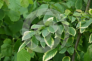 Leaves of hornbeam, Carpinus betulus.closeup of hornbeam leaves in hedge