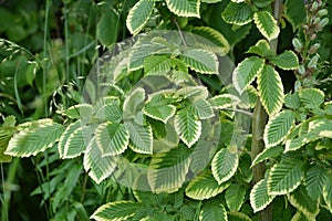 Leaves of hornbeam, Carpinus betulus.closeup of hornbeam leaves in hedge